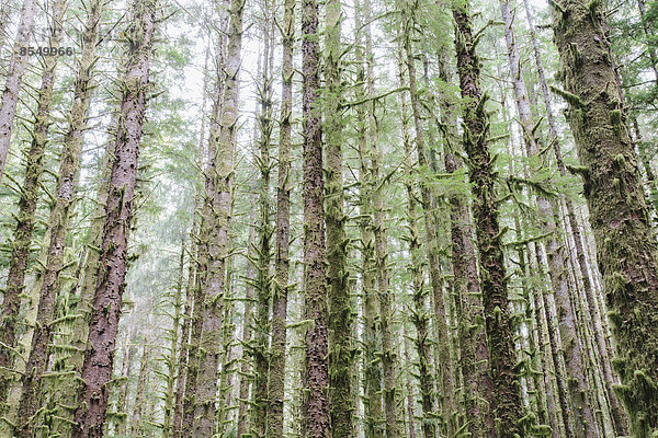 Sitka-Fichte und westlicher Hemlock in üppigem  gemäßigtem Regenwald