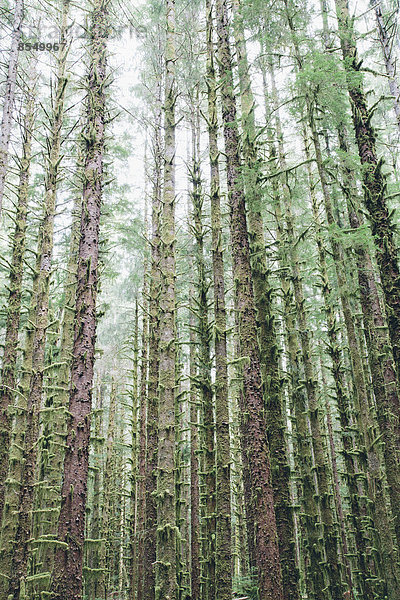 Sitka-Fichte und westlicher Hemlock in üppigem  gemäßigtem Regenwald