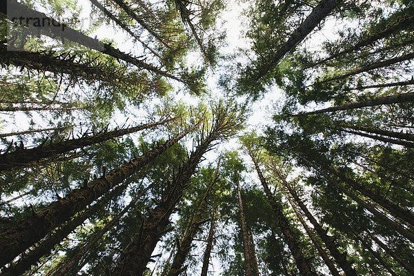 Blick von unten auf die Baumkronen des Schierlings- und Fichten-Regenwaldes der gemäßigten Breiten   des Hoh-Regenwaldes in Washington USA