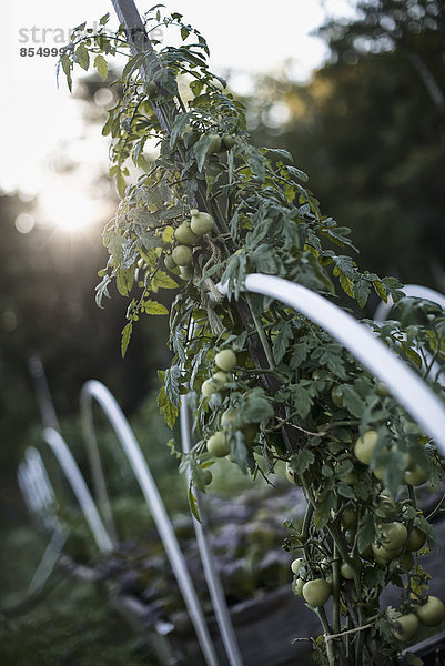 Eine Bio-Gemüsepflanze  eine Tomatenrebe  die als Stütze auf einem Bio-Bauernhof aufwächst. Abenddämmerung.