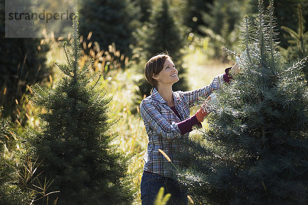 Biologische Weihnachtsbäume in einer Plantage  die von einer Frau mit Arbeitshandschuhen beschnitten werden.