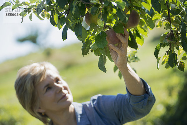 Frau mittleren Alters pflückt vom Bio-Apfelbaum des Macintosh