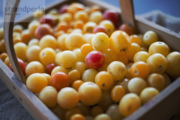 Bio-Sortierte Erbstück-Tomaten gerade gepflückt