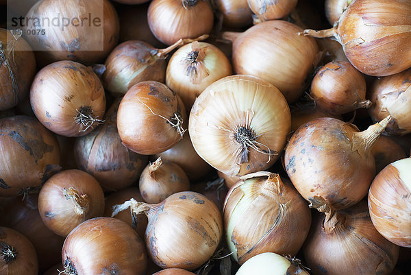 Bio-Gelbe Zwiebel gerade geerntet