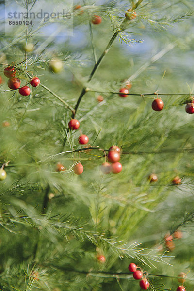 Eine Spargelpflanze  Asparagaceae  mit hohen Stängeln und hellgrünem  farnartigem Laub. Rote Samen.