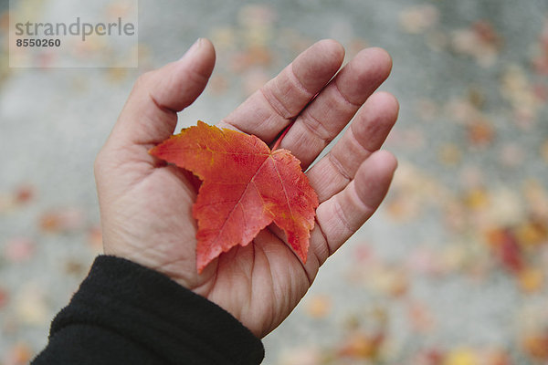 Die Hand eines Mannes  der ein Ahornblatt in der Handfläche hält. Herbst im Discovery Park  Seattle  Washington.