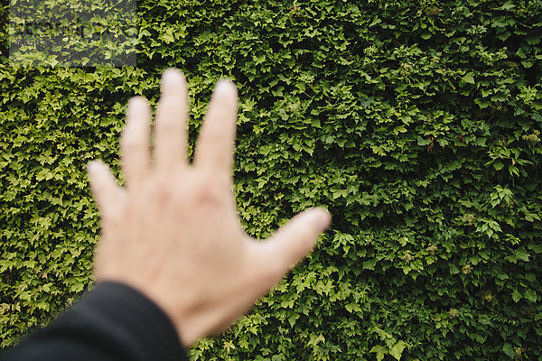 Die Hand eines Mannes  der auf eine Wand aus grünem Efeu in Seattle zugreift. in Washington.