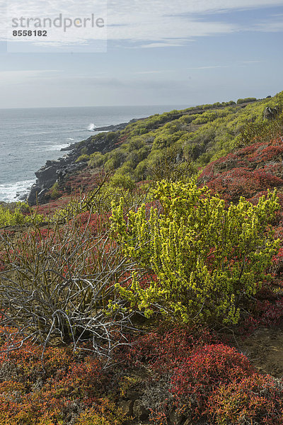 Endemische Pflanzen  Sesuvium edmonstonei  am Punta Pitt  Isla de San Cristobal  Galapagosinseln  Ecuador