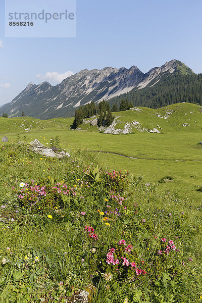 Bewimperte Alpenrose (Rhododendron hirsutum)  Laguz Alpe mit Breithorn  Biosphärenpark Großes Walsertal  Vorarlberg  Österreich