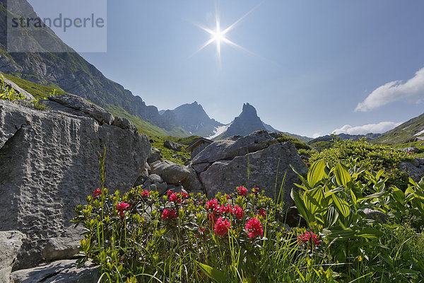 Bewimperte Alpenrose (Rhododendron hirsutum)  Obere Laguz Alpe  hinten Rote Wand  Biosphärenpark Großes Walsertal  Vorarlberg  Österreich