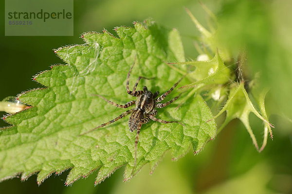 Umherstreifende Wolfspinne (Pardosa prativaga)  Männchen  Nordrhein-Westfalen  Deutschland