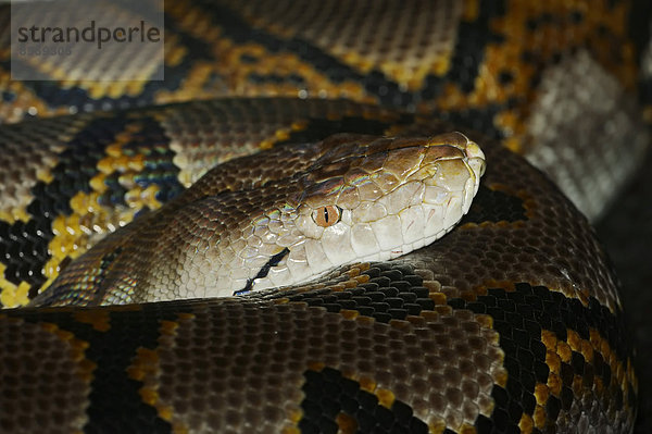 Netzpython (Broghammerus reticulatus  Python reticulatus)  Vorkommen in Asien  captive