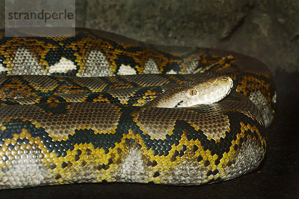 Netzpython (Broghammerus reticulatus  Python reticulatus)  Vorkommen in Asien  captive