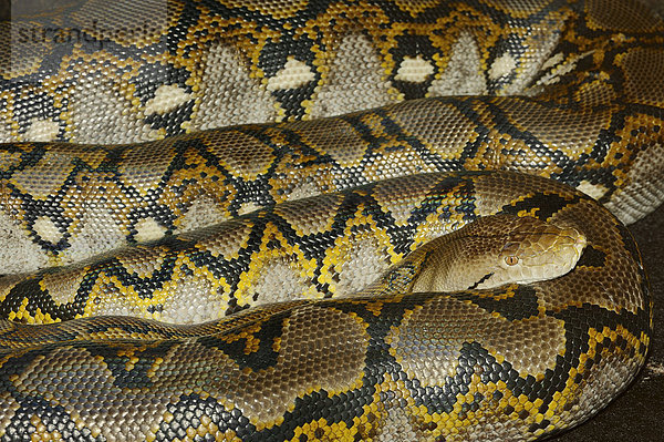 Netzpython (Broghammerus reticulatus  Python reticulatus)  Vorkommen in Asien  captive