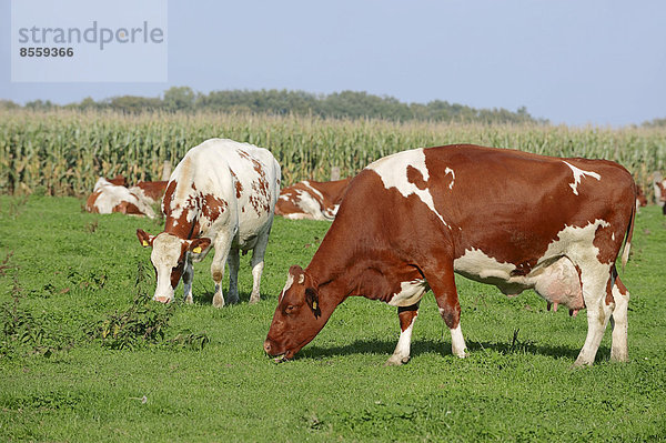Deutsches Holstein-Rind oder Rotbuntes Hausrind (Bos primigenius taurus)  Kühe auf Weide  Nordrhein-Westfalen  Deutschland