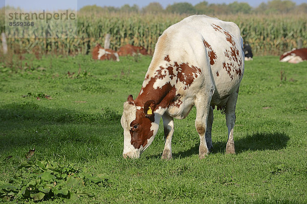Deutsches Holstein-Rind oder Rotbuntes Hausrind (Bos primigenius taurus)  Kuh auf Weide  Nordrhein-Westfalen  Deutschland