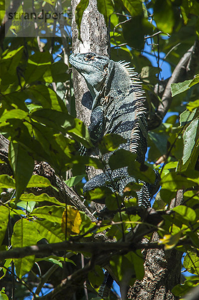 Grüner Leguan (Iguana iguana)  Provinz Puntarenas  Costa Rica