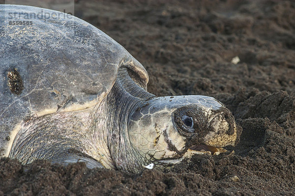 Wasserschildkröte Schildkröte Eiablage Olive Costa Rica