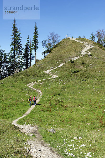 Trampelpfad zum Spitzen Stein auf der Bründling Alm  Hochfelln  Bergen  Chiemgauer Alpen  Oberbayern  Bayern  Deutschland