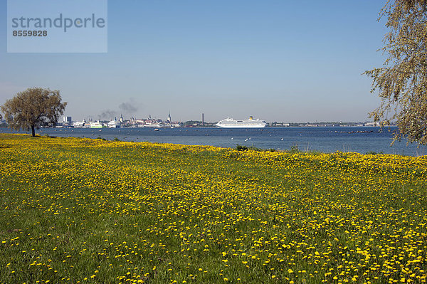 Blumenwiese  Kreuzfahrtschiff Costa Pacifica  Panorama  Tallinn  Estland  Baltikum