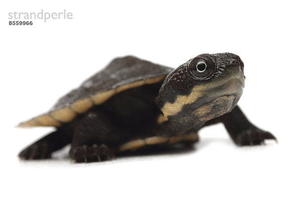 Elseya-Schildkröte (Elseya latisternum)