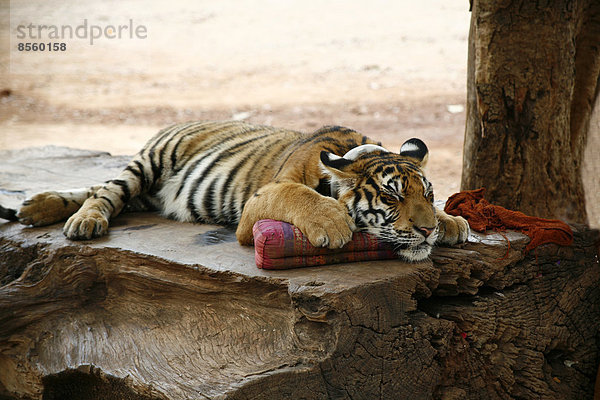 Tigertempel Wat Pa Luangta Bua  Indochinesischer Tiger (Panthera tigris corbetti) mit Kissen  Kanchanaburi  Thailand