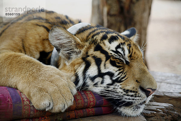 Tigertempel Wat Pa Luangta Bua  Indochinesischer Tiger (Panthera tigris corbetti) mit Kissen  Kanchanaburi  Thailand