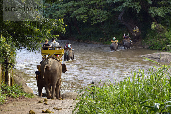 Elefantentrekking mit asiatischen Elefanten (Elephas maximus) am Fluss Mae-Tang  Elefantencamp Maetaman  Provinz Chiang Mai  Nordthailand  Thailand