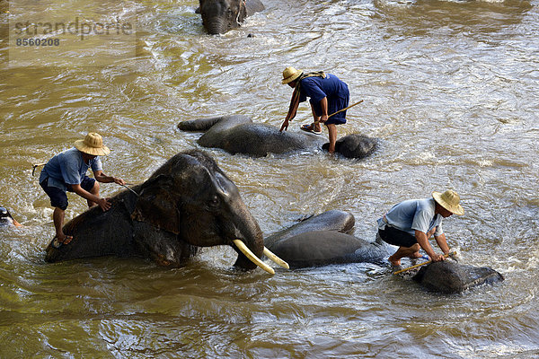 Elefantentreiber baden ihre asiatischen Elefanten (Elephas maximus) im Fluss Mae-Tang  Elefantencamp Maetaman  Provinz Chiang Mai  Nordthailand  Thailand