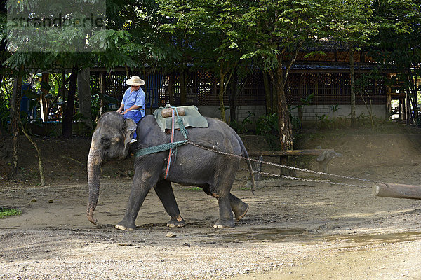 Asiatischer Elefant (Elephas maximus) bei einer Vorführung im Elefantencamp Maetaman  Provinz Chiang Mai  Nordthailand  Thailand