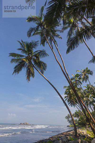 Palmen am Strand  bei Maggona  Region Kapugoda  Westprovinz  Sri Lanka