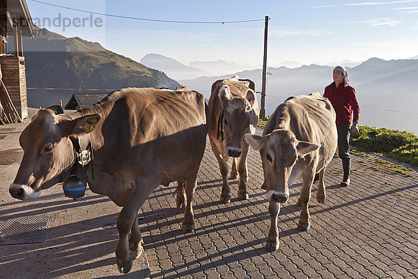 Frau treibt morgens die Kühe aus dem Stall  Alp Gün  Safiental  Graubünden  Schweiz
