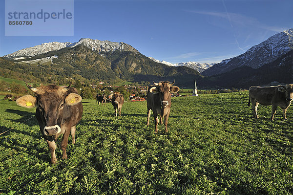 Kühe auf der Weide  hinten Bad Hindelang mit Allgäuer Bergen  Bad Hindelang  Oberallgäu  Allgäu  Bayern  DeutschlandBayern  Deutschland