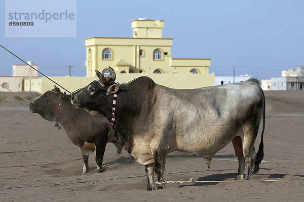 Bullen warten angebunden auf Bullenkampf  Barka  Al-Batina Provinz  Oman  Arabische Halbinsel