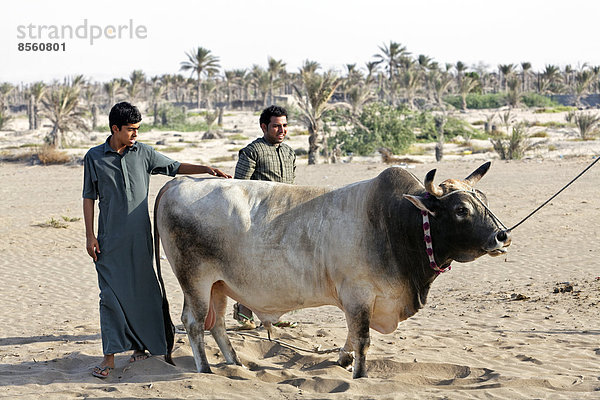 Omaner in traditioneller Kleidung zeigen stolz einen Bullen vor einem Bullenkampf  Barka  Al-Batina Provinz  Oman  Arabische Halbinsel