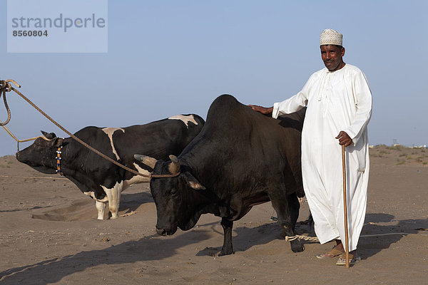 Omaner in traditioneller Kleidung zeigt stolz seine Bullen vor einem Bullenkampf  Barka  Al-Batina Provinz  Oman  Arabische Halbinsel