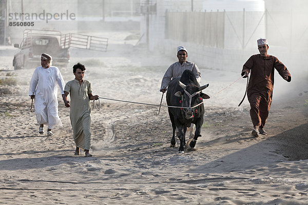 Omaner in traditioneller Kleidung führen Bullen an Leine zum Bullenkampf  Barka  Al-Batina Provinz  Oman  Arabische Halbinsel