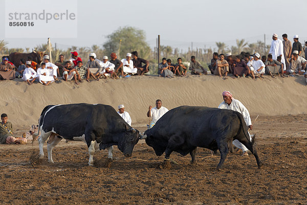 Bullenkampf in der Barka-Arena  Barka  Al-Batina Provinz  Oman  Arabische Halbinsel