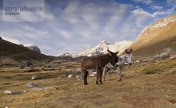 Zwei Esel (Asinus)  Cordillera Huayhuash  Peru