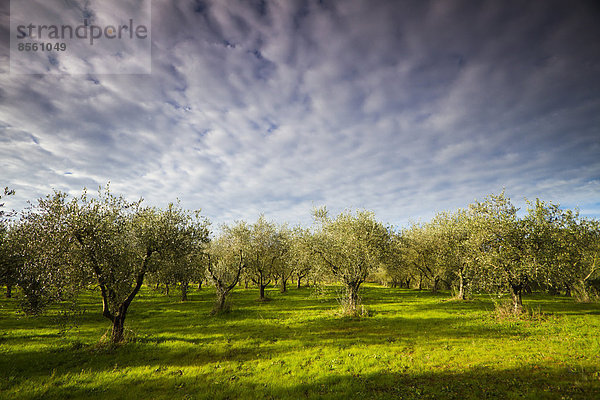 Olivenhain in der Toskana  Italien