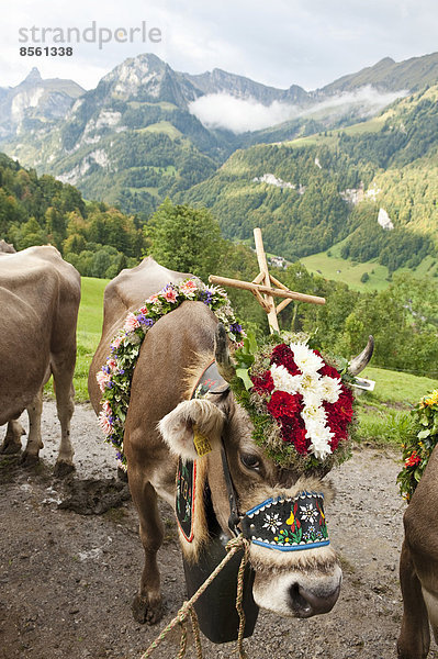 Blume groß großes großer große großen Blumenkranz Kranz Glocke Schweiz