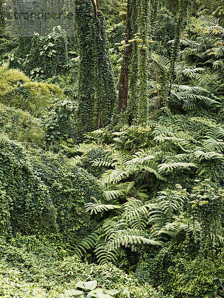 Vegetation im Akaka Falls State Park  Big Island  Hawaii  USA