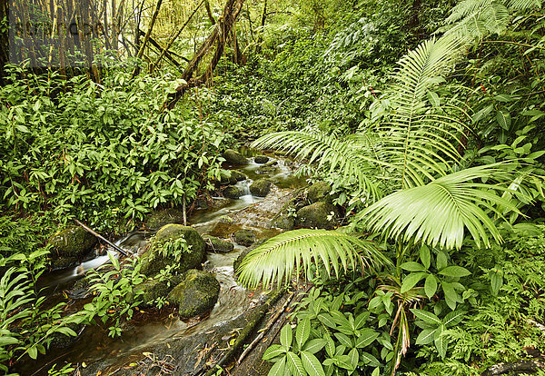 Bach und Vegetation im Akaka Falls State Park  Big Island  Hawaii  USA