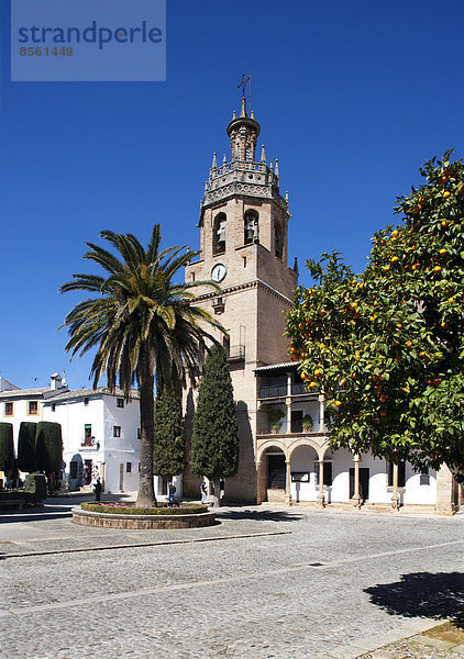 Kirche Santa Maria la Mayor  Plaza Duquesa de Parcent  Orangenbaum  Altstadt  Ronda  Provinz Malaga  Andalusien  Spanien