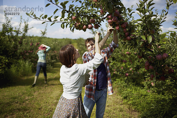 Reihen von Obstbäumen in einem biologischen Obstgarten. Eine Gruppe von Menschen pflückt die reifen Äpfel.