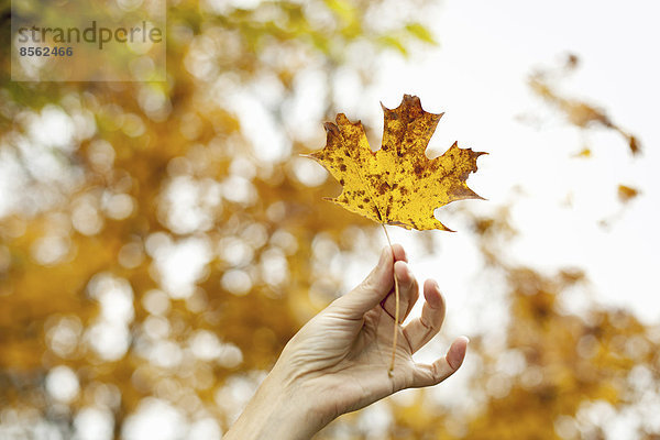 Die Hand einer Person  die ein herbstlich gefärbtes Ahornblatt hält.