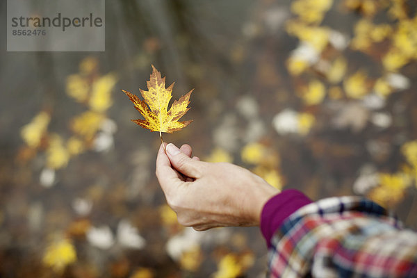 Eine Frau hält ein Herbstblatt hin. Ein Ahornblatt  das sich braun färbt.