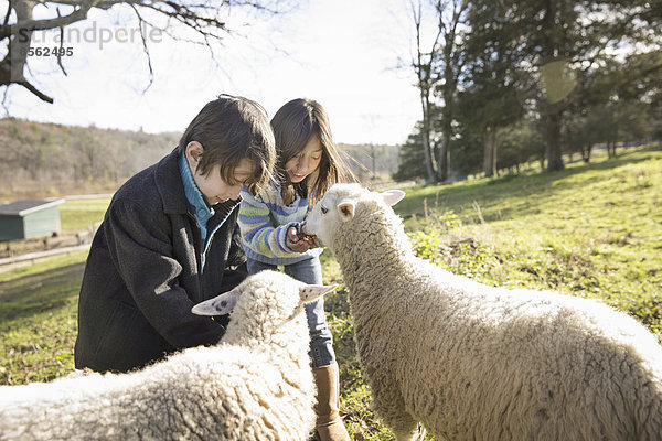 Zwei Kinder in einem Tierheim  auf einer Koppel  die zwei Schafe füttert.