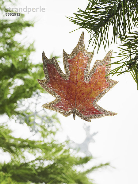 Stilleben. Grünes Blattwerk und Dekorationen. Ein Kiefernzweig mit grünen Nadeln. Weihnachtsschmuck. Ein braunes Ornament  Form eines Ahornblattes.