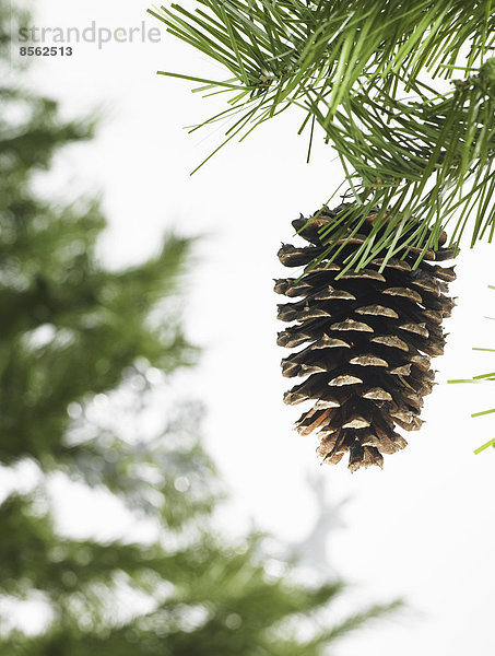 Stilleben. Grünes Blattwerk und Dekorationen. Ein Kiefernzweig mit grünen Nadeln. Weihnachtsschmuck. Ein Tannenzapfen  der an einem Baum hängt.